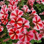  Petunia Crazytunia® Secred Star