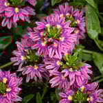  Scaevola Surdiva® Fashion Pink Improved