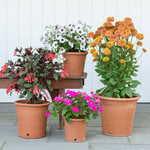  Kitchen Garden Pot