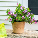  Mandevilla Sun Parasol® Original XP Bluephoria™