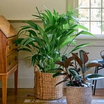  Chinese Fan Palm