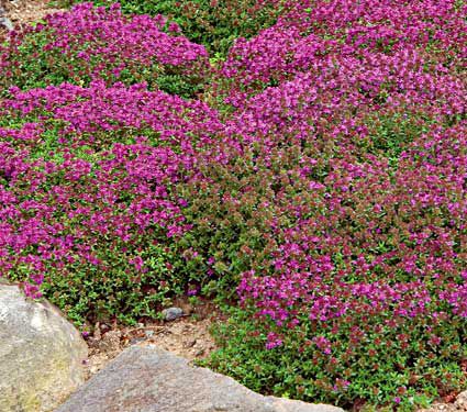 Thymus serpyllum Coccineus | White Flower Farm