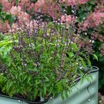  Basil 'Sweet Thai'