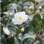  Camellia x Just Chill® Double White