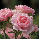  Rose Reminiscent® Pink