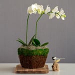  White Moth Orchids in twig basket