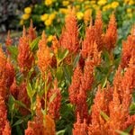  Celosia argentea Sunday™ Bright Orange