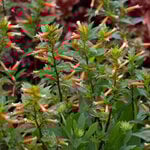  Cuphea hyssopifolia Cubano™ Presidente