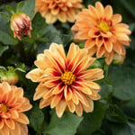  Dahlia Dalaya® Apricot+Red Eye