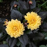  Dahlia LaBella® Maggiore Fun Chocolate Yellow