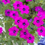  Petunia Itsy™ Magenta