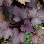  Ipomoea Sweet Georgia® Pulse Black