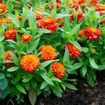  Zinnia Zydeco™ Fire