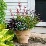  Pollinator Parfait Container Garden
