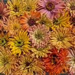  Zinnia elegans Agave Mix