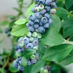 Blueberry Plants