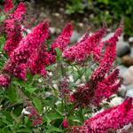  Buddleia Monarch® 'Prince Charming'