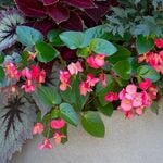  Begonia Viking™ Explorer Rose on Green