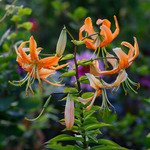  Lilium henryi