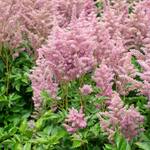  Astilbe 'Rheinland'