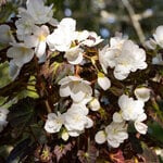  Begonia Adora™ 'Moon Dance'