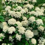  Viburnum cassinoides NativeStar® 'Raisinette'