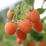  Raspberry 'Double Gold'