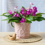  Blossom Planter, Pale Pink