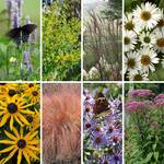  Native Plants for Songbirds