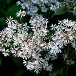  Eurybia divaricata 'Eastern Star'