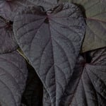  Ipomoea Sweet Georgia® Heart Purple
