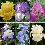  Summer Fling Reblooming Iris Collection