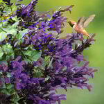  Salvia Bodacious® Hummingbird Falls