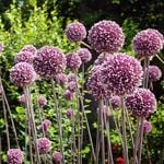  Allium 'Summer Drummer' (6 bulbs per bag)