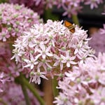  Allium 'Pink Jewel' (6 bulbs per bag)