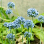  Allium caeruleum (25 bulbs per bag)