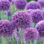  Allium 'Gladiator' (3 bulbs per bag)