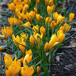  Crocus x luteus 'Golden Yellow' (25 bulbs per bag)
