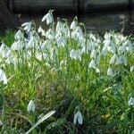  Galanthus nivalis (25 bulbs per bag)