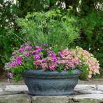  Summer Sparkler Container Garden