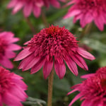  Echinacea purpurea Double Scoop™ Watermelon Deluxe