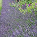  Lavandula x intermedia Phenomenal™