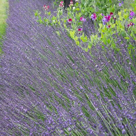  Lavandula x intermedia Phenomenal™ - 1 pint pot