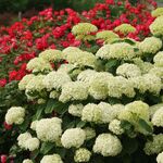  Hydrangea arborescens Incrediball® Storm Proof™