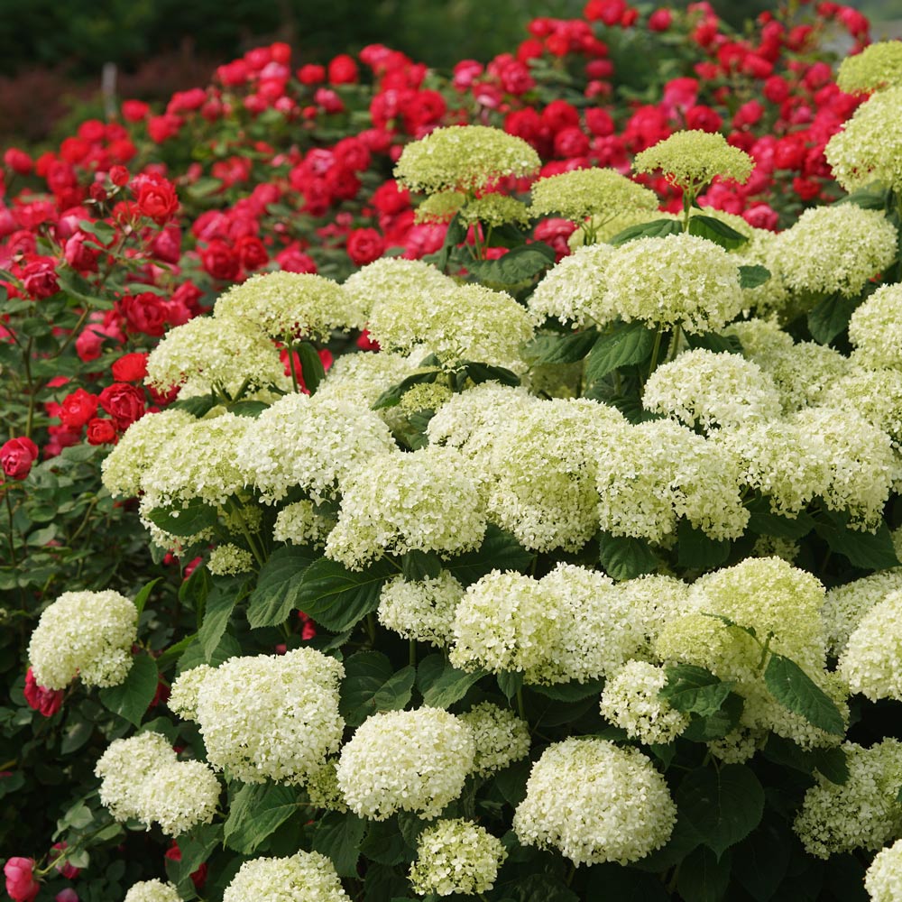 Hydrangea