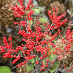  Ilex verticillata Berry Poppins®