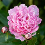  Peony 'The Fawn'