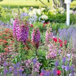 Perennials