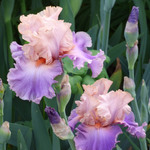 Peony Companions