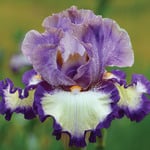  Iris germanica 'Grays Peak'
